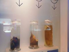 -青岛海底世界-水族馆