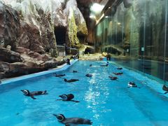 -帝企鹅自助餐厅•儿童岛•真企鹅(长隆企鹅酒店)