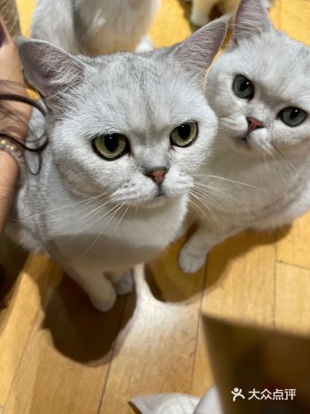 「MOCHA猫咪咖啡(方家胡同店)」 店里有很多猫咪