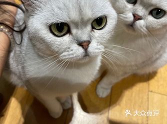 「MOCHA猫咪咖啡(方家胡同店)」 店里有很多猫咪
