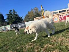 -趣玩宠物乐园寄养训犬训狗游泳池