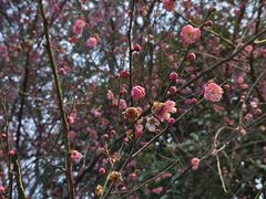 -洋湖国家湿地公园