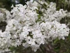 -群力丁香公园