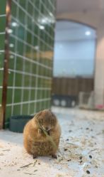 -Moni星球萌宠·小马宝莉·灵蛇·高端高阶全萌宠互动体验俱乐部(红豆国际广场店)