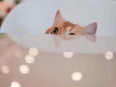 -飞行喵MR PILOT|猫舍·猫咖(静安大融城店)