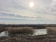 -皇粮浜湿地公园