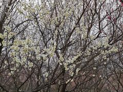 -蜀冈西峰生态公园