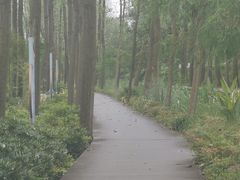 -合肥滨湖国家森林公园