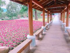 -广州市流溪河国家森林公园