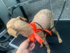 -宠物家(大兴旧宫店)