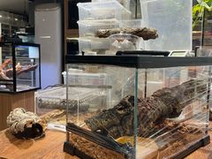 -酷以爬仙阁实体爬宠店·守宫·蜥蜴·专业繁育