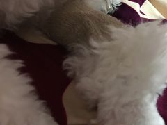-顺强宠物诊所·狂犬免疫·夜诊·骨科(嘉定店)