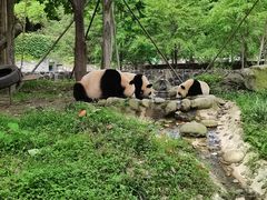 -都江堰中华大熊猫苑