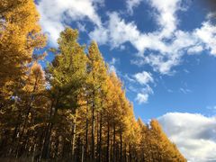 -塞罕坝国家级自然保护区