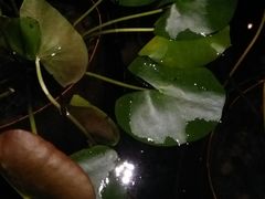 -无锡梁鸿湿地丽笙度假酒店·流觞西餐厅