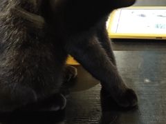 -猫小院猫主题咖啡厅(北锣店)