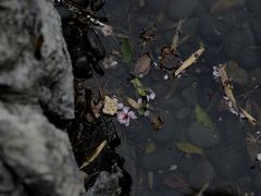 -顾村公园