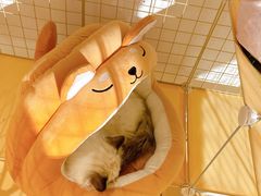 -南京Hallo宠物乐园·哈罗犬舍·柴犬繁育基地