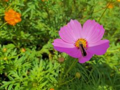 -嘉北郊野公园北游客中心-地上停车场