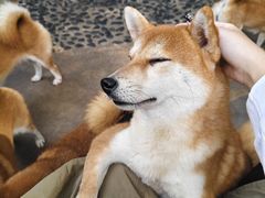 -柴犬高等学院·狗咖·柴犬售卖·宠物训练