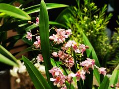 -谷咖啡·鲜花绿植花园餐厅