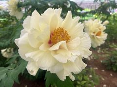 -洛阳市隋唐城遗址植物园