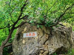 -阳台山自然风景区