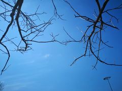 -黄海国家森林公园