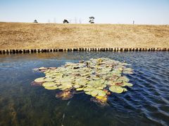 -春花秋色城市公园