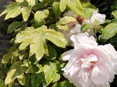 -合肥滨湖国家森林公园