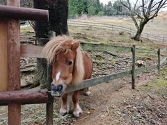-神户市立六甲山牧场