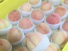 -老袁家蜜桃农场·阳山水蜜桃