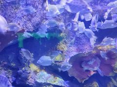 -太平洋海底世界