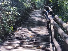 -西双版纳原始森林公园