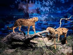 -国家自然博物馆