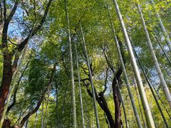 -兰亭风景区