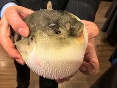 -肆月河豚·新淮扬(金融街店)