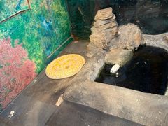 -上海大自然野生昆虫馆(东方明珠·爬宠昆虫探索中心)