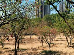 -广东花都湖国家湿地公园