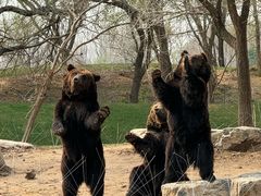 -北京野生动物园