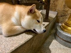 -more than meow吴止猫主题餐厅(承德 中船汇店)