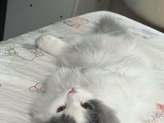 -艾贝尔宠物医院·24H转诊中心·肿瘤猫专科(江宁双龙店)