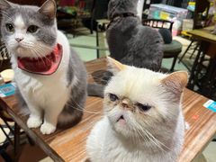 -猫色咖啡·猫咖