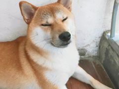 -About Bistro關於·泰式家庭料理