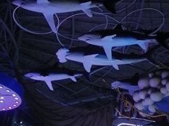 -烟台海昌鲸鲨海洋公园