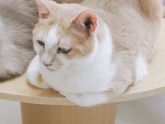 -鼓捣猫呢主题猫咖店
