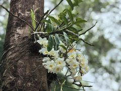-深圳仙湖植物园