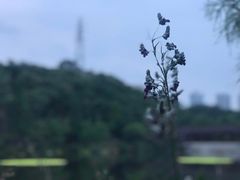 -重庆彩云湖湿地公园