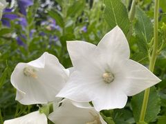 -黑龙江省森林植物园