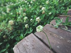 -荷塘月色湿地公园·向阳花洲